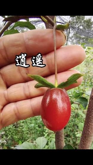 神武逍遥果和神农果