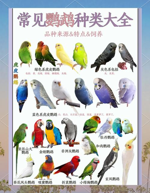 炫凤鹦鹉叫声大全播放视频