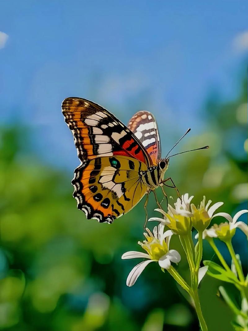 哎呀咿呀butterfly缩略图