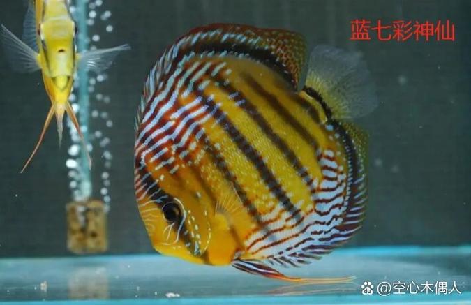 世界七大高级蓝色