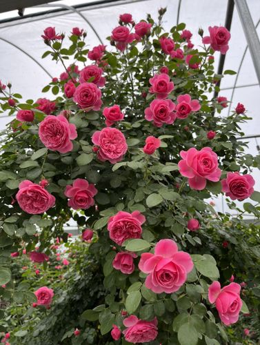 月季花的开花季节缩略图