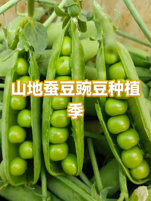 蚕豆视频免费观看电视剧缩略图