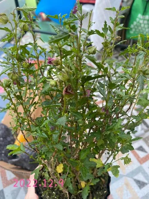 木槿花换盆的6大忌缩略图