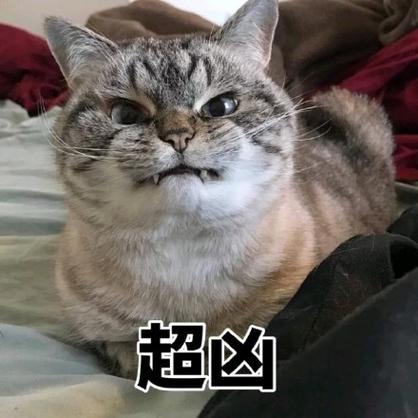 超凶猫咪头像缩略图