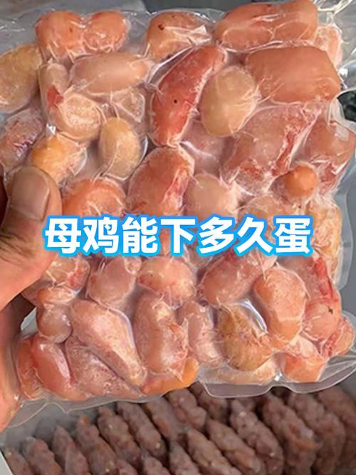 母鸡隔多久下一批蛋缩略图