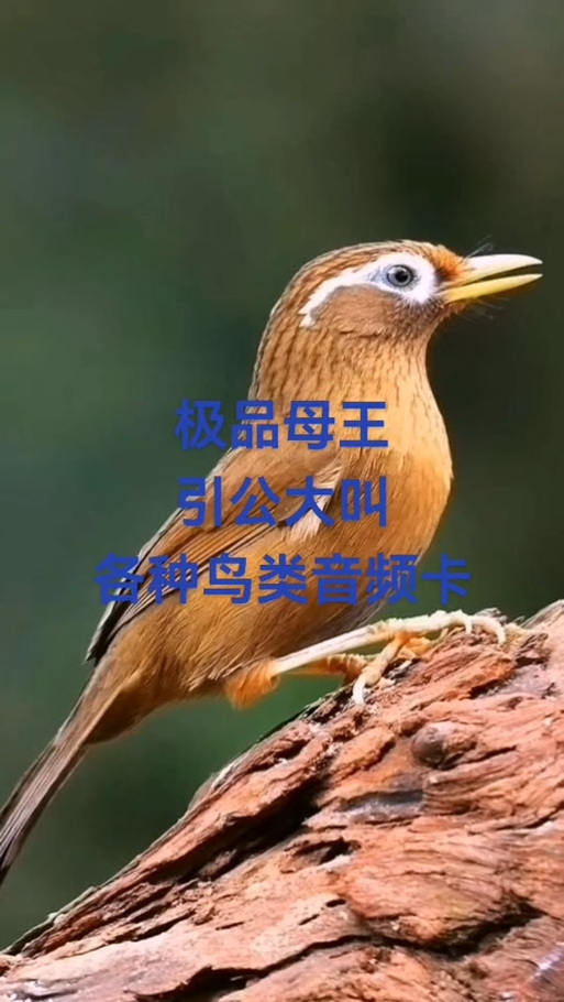 斑鸫鸟叫声10分钟叫声