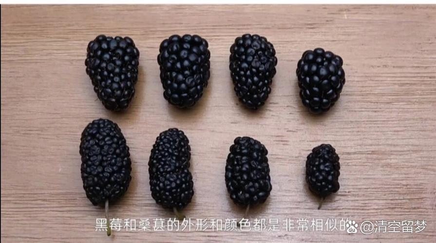 blackberry是桑葚吗图标