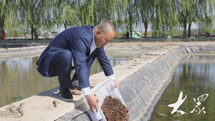 养虾一亩一年一般赚多少缩略图