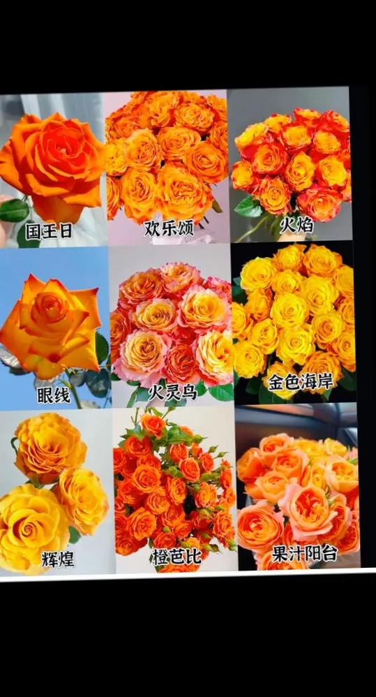 橙色玫瑰的花语是什么意思缩略图