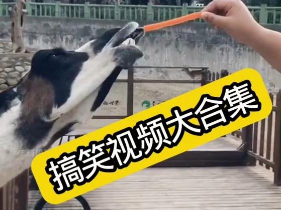 搞笑视频合集2缩略图