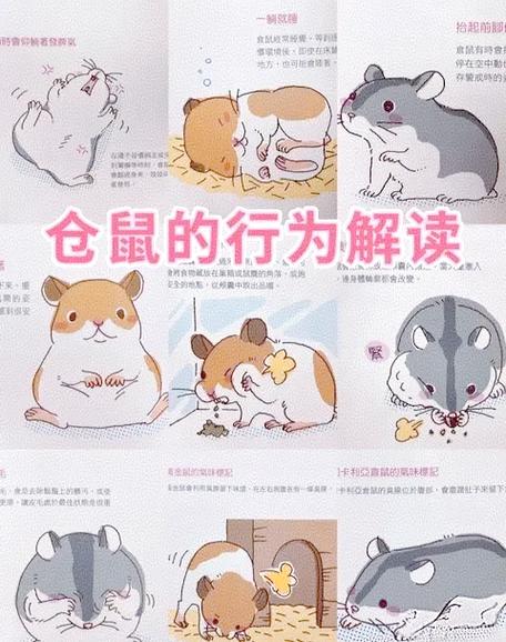 仓鼠怎么养?图标