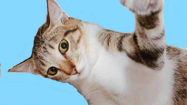 猫咪影视缩略图