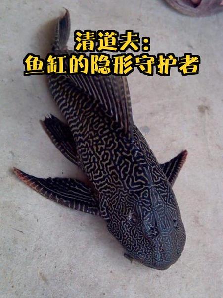 自制鱼缸防跳网