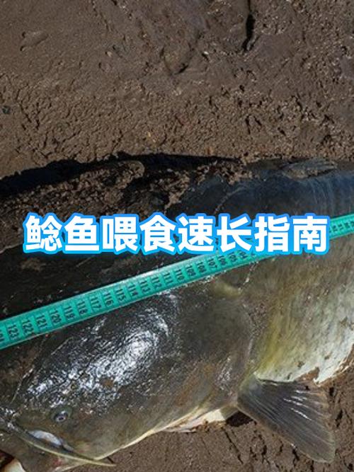 鲶鱼喂什么食物最好