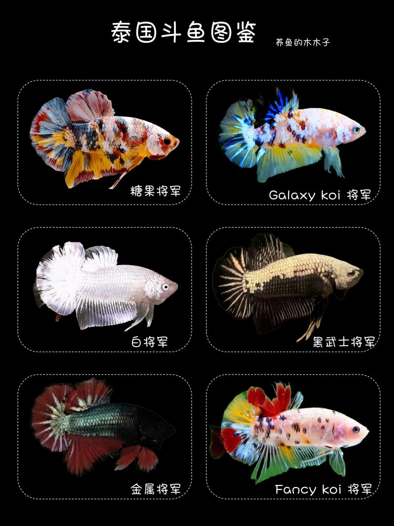 枪林弹雨斗鱼缩略图