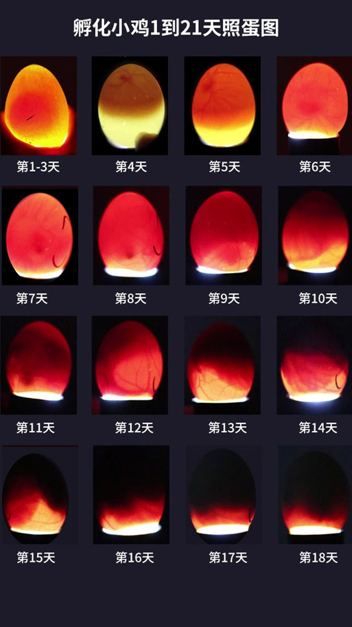 龟蛋孵化1-70天照蛋图图标