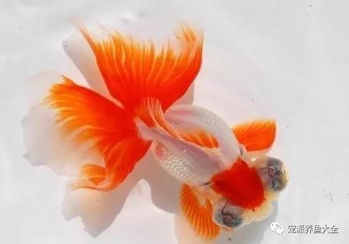 男人说金鱼什么意思缩略图