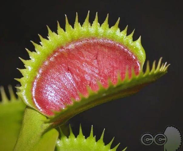 捕蝇草是变异植物吗图标