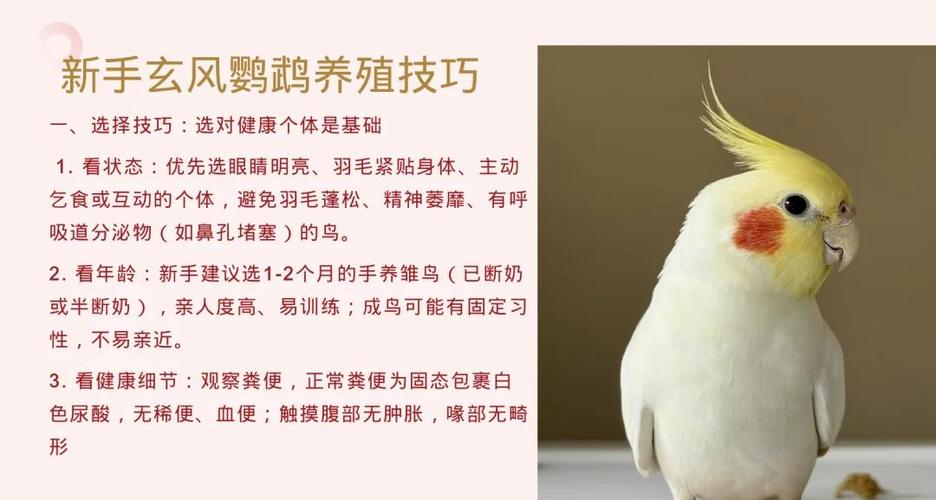 2月大的玄凤多久喂一次