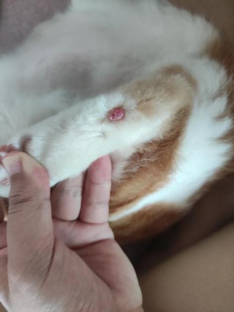 猫蹭人腿但不让摸