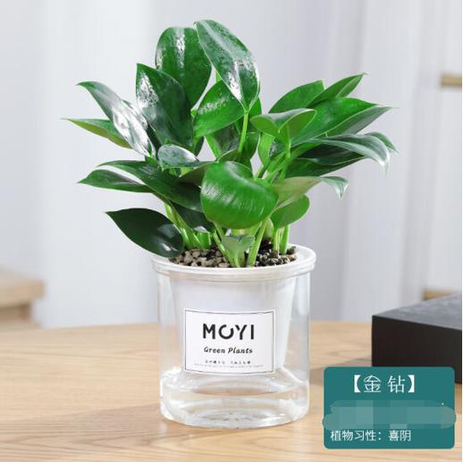 金钻绿植的功效与作用
