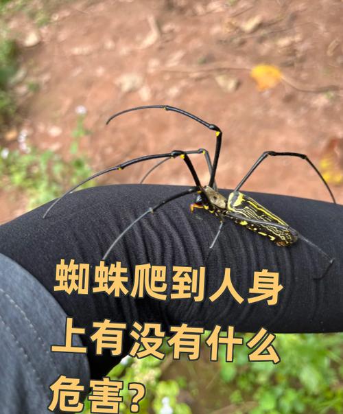 蜘蛛爬游戏截图