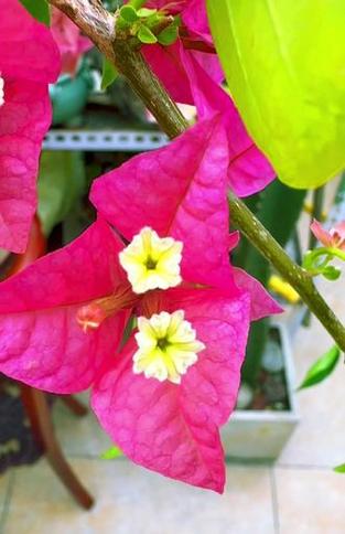 花沁香缩略图