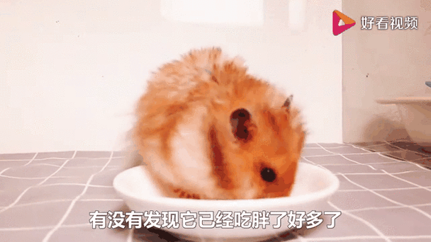 仓鼠吃猪肉吗缩略图