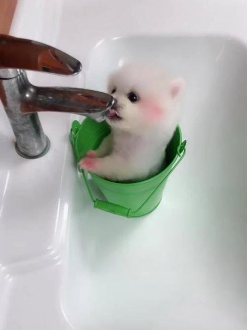 小小狗狗图标