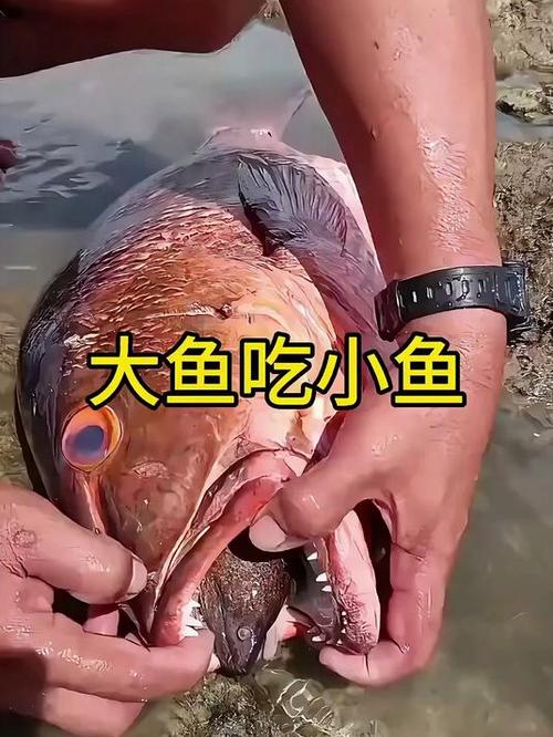 小鱼吃大鱼的游戏图标