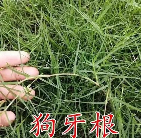 蚂蚁森林种树有啥好处缩略图