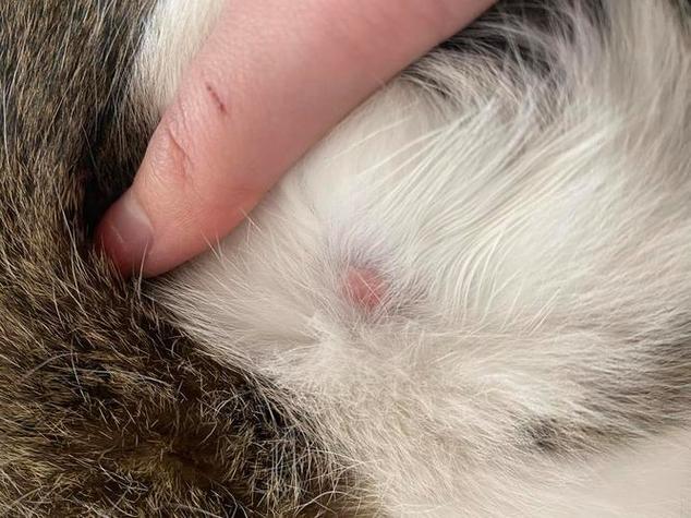 猫咪身上有凸起的硬疙瘩图标