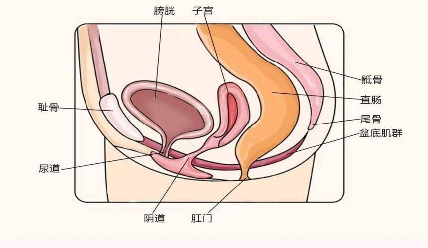 尿道口胀胀的不舒服图标