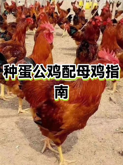 养公鸡赚钱还是母鸡赚钱游戏截图