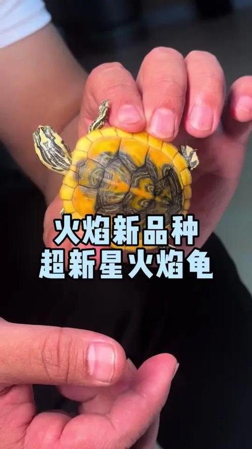 火焰龟最贵三个颜色