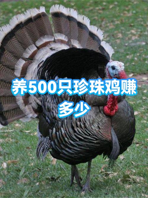 养鸡500只利润游戏截图