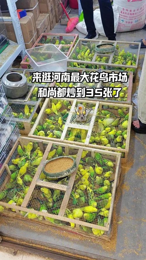 花鸟市场买鸟游戏截图