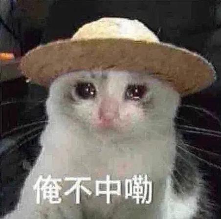 表情包猫meme图片大全缩略图
