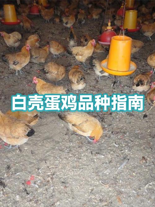 大白鸡是什么品种游戏截图
