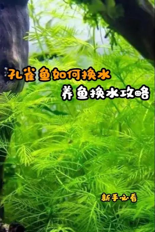 孔雀鱼怎么养缩略图