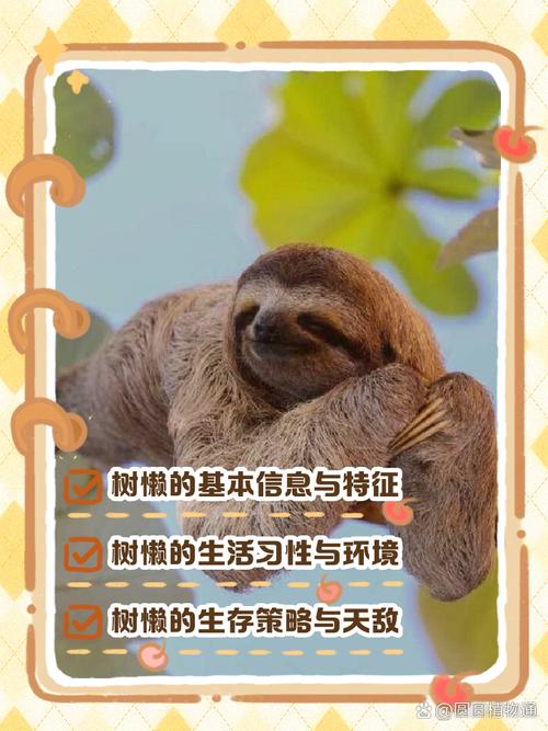 树懒acc词语游戏截图