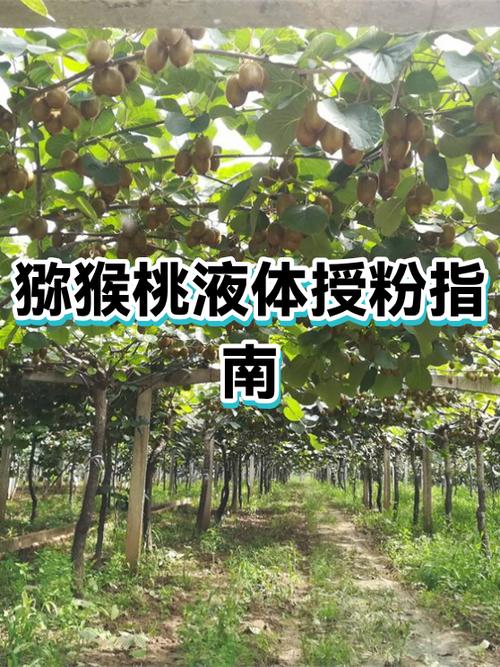 植物大战僵尸2猕猴桃获得方法图标