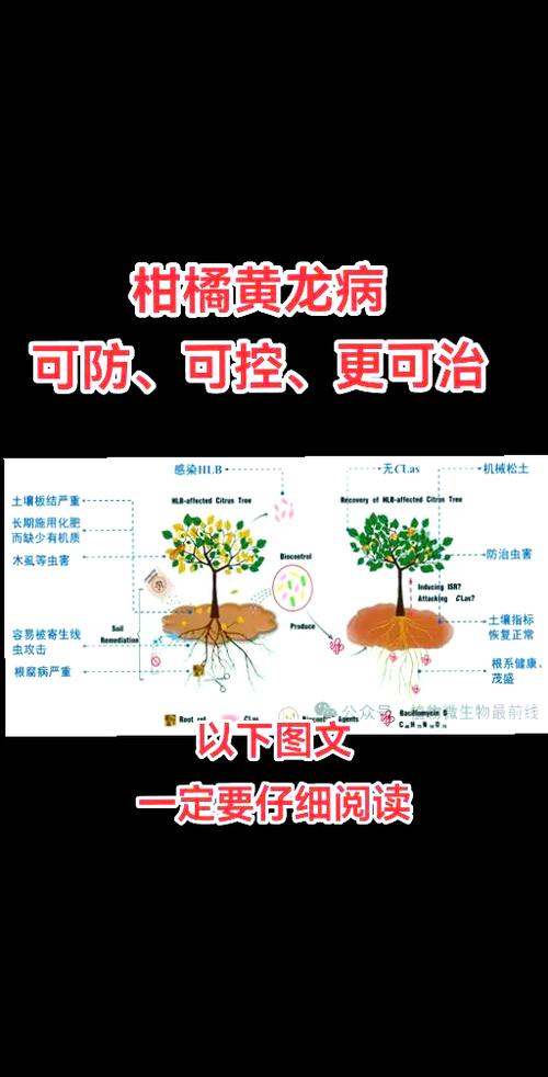橘子平台无法连接服务缩略图