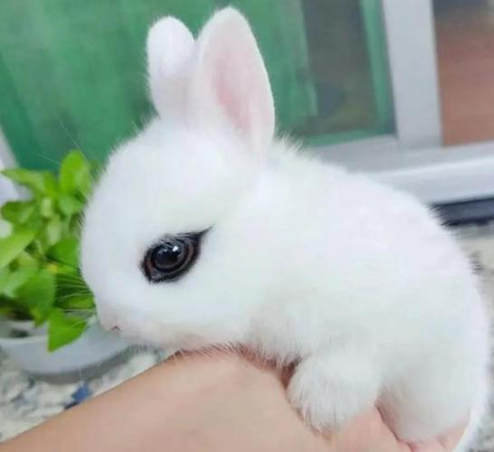 迷你世界迷你兔子最新版的功能介绍缩略图