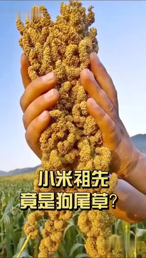 小米是从哪儿来的图标