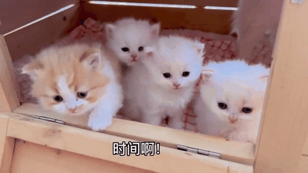 小猫360官方下载缩略图