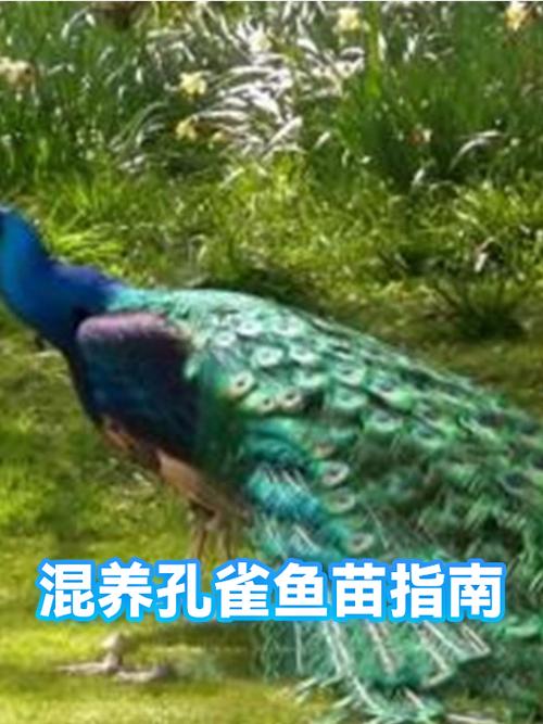 孔雀鱼和啥鱼混养好图标