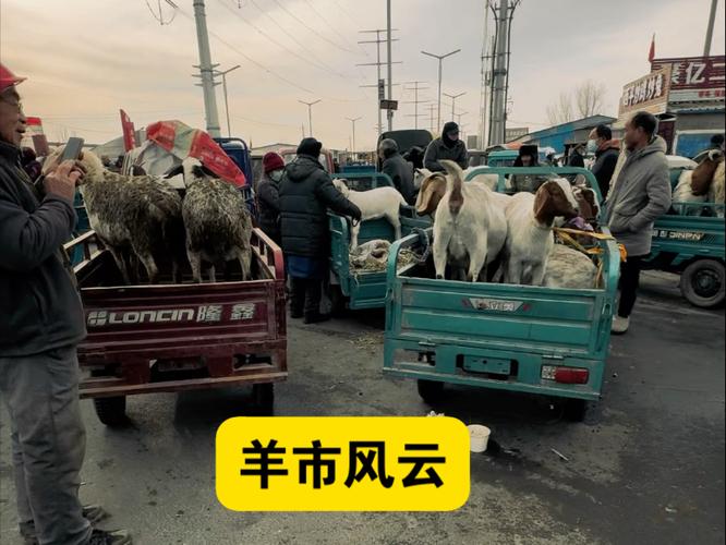 附近活羊交易市场