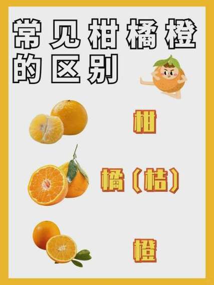 橙子和桔子区别在哪缩略图