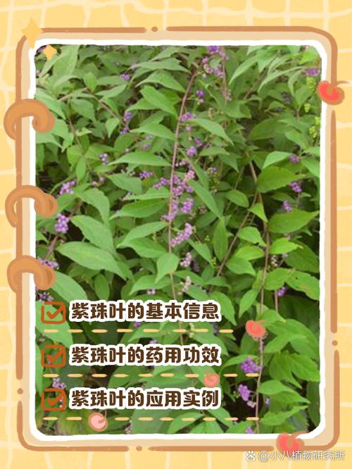 紫薇灵草怎么获得